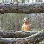 Uitslag en foto’s LEW Winter 3D 2024